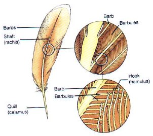 diagram naming the parts of a feather