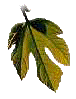 photo of a fig leaf