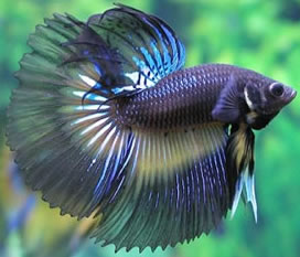 Betta Fish Care - Beta Fish