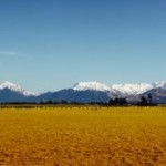 Canterbury Plains