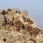 Gelada Baboons on the Amhara Plateau