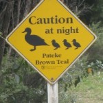 Brown Teal Ducks Crossing