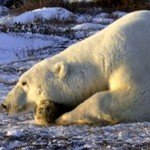 Arctic polar bear