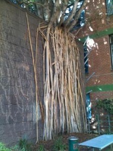 Roots from a tree growing on top of a stone wall