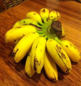 Sugar Bananas