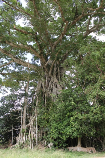 Historic banyan tree, Efate, Vanuatu