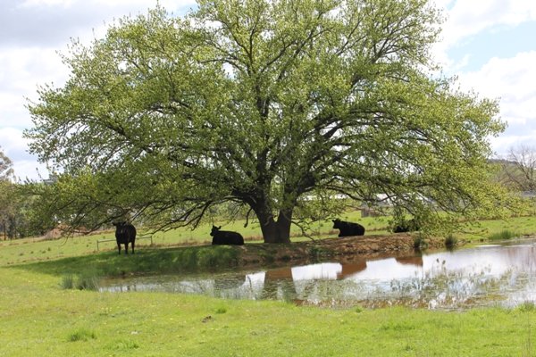 Wood Duck Cottage Farm, Yea, Victoria, Australia