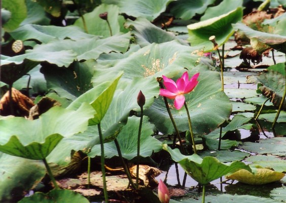 Water lillies found at Yellow Waters, Kakadu National Park