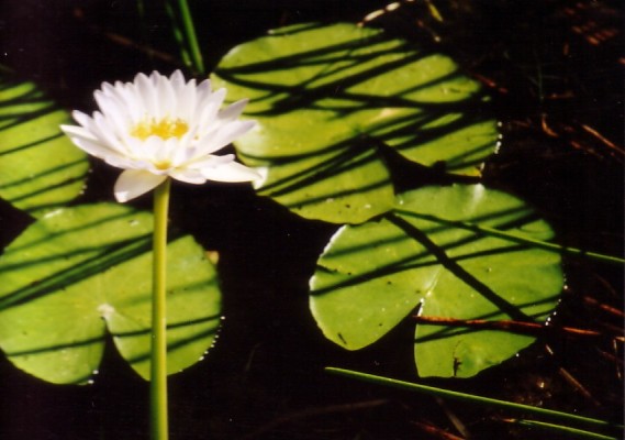 Water lillies found at Yellow Waters, Kakadu National Park