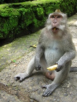 Ubud Monkey Forest