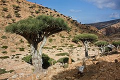 Dragon's Blood Tree