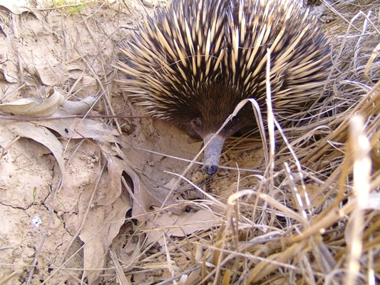 Australian Echidna