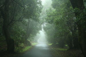 The Laurel Forests of Gran Canaria