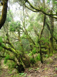 Gran Canaria's Laurel Forests