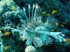 Diving in the Red Sea