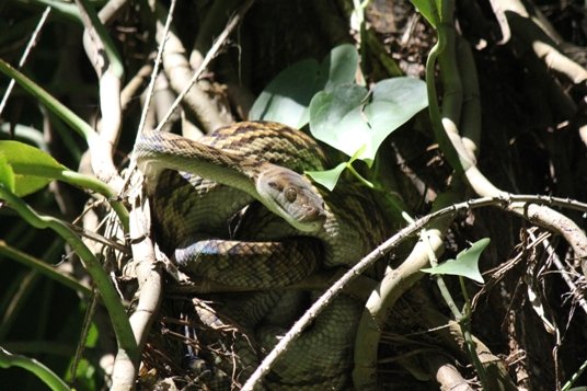 Amethystine Python in Daintree