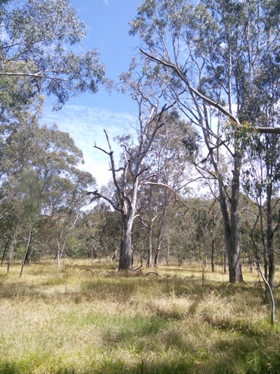 Australian Bush at Studley Park Boathouse 