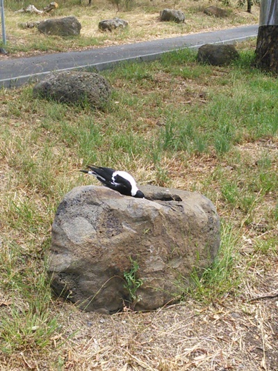 A magpie enjoying a drink