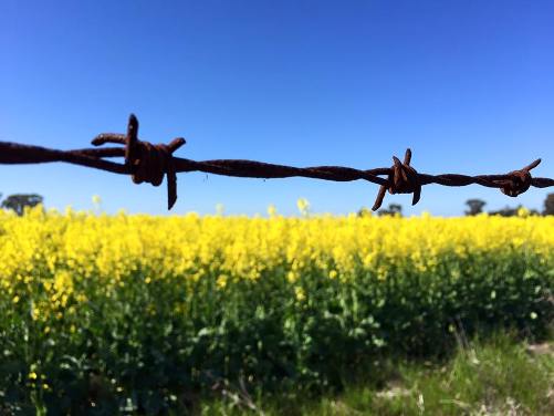 Canola fields Wunghnu in the Goulburn Valley region