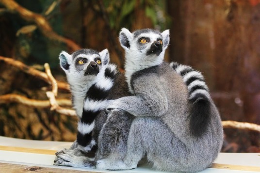 african_lemur